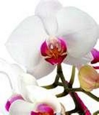 orchidee14.jpg