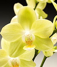 orchidee15.jpg