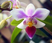 orchidee16.jpg