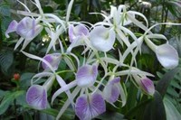 orchidee19.jpg